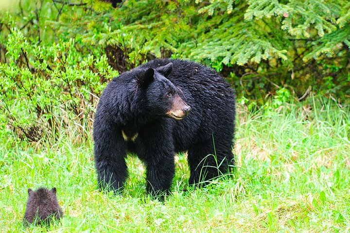 Customizable Private Tour in Ketchikan with Pick Up - Photo 1 of 6